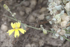 Goodenia fascicularis
