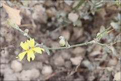 Goodenia fascicularis