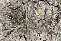 Goodenia fascicularis