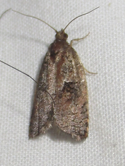 Argyrotaenia klotsi