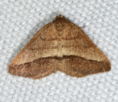 Macaria varadaria