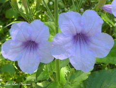 Ruellia ciliatiflora