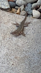 Sceloporus occidentalis