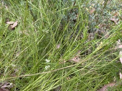 Platysace heterophylla