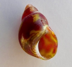Phasianellidae