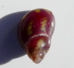 Phasianellidae