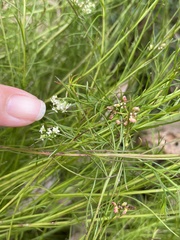 Platysace heterophylla