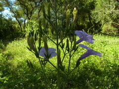 Ruellia ciliatiflora