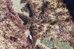 Astrometis sertulifera