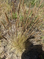 Deschampsia cespitosa holciformis