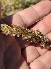 Deschampsia cespitosa holciformis