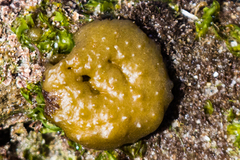 Colpomenia tuberculata