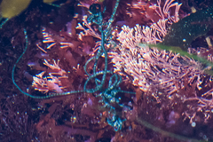 Chaetomorpha spiralis