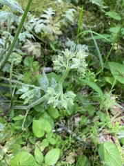 Hydrophyllum macrophyllum