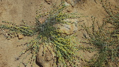 Acmispon argophyllus argophyllus