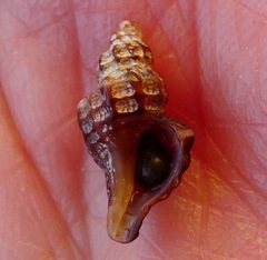 Paciocinebrina interfossa