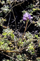 Gueldenstaedtia verna