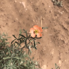 Sphaeralcea digitata