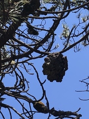 Cronartium conigenum