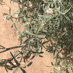 Sphaeralcea digitata