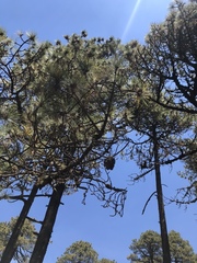 Cronartium conigenum