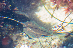 Gymnothorax mordax
