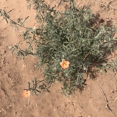 Sphaeralcea digitata