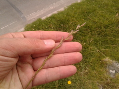 Lolium multiflorum