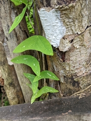 Passiflora colinvauxii