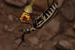 Epicauta atrivittata