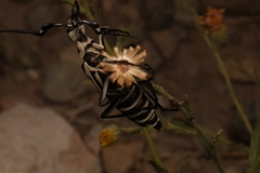 Epicauta atrivittata