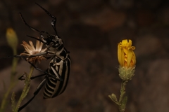 Epicauta atrivittata