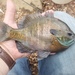 Bluegill - Photo (c) jasonrl, some rights reserved (CC BY-NC)