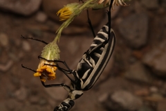 Epicauta atrivittata