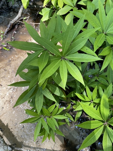 Schisandraceae image