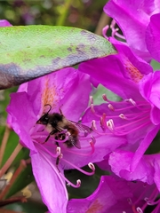 Bombus melanopygus