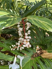 Alpinia nutans
