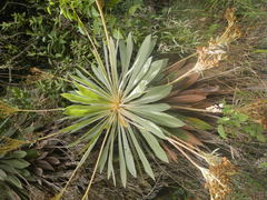 Espeletia corymbosa