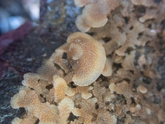 Dendrobeania lichenoides