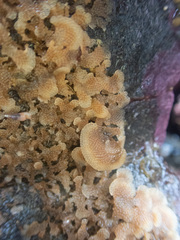 Dendrobeania lichenoides