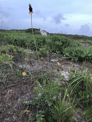 Ratibida peduncularis