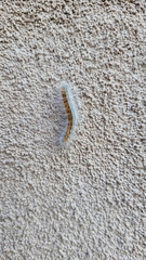Malacosoma incurva