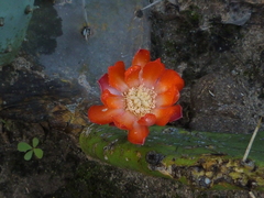 Opuntia quimilo