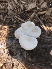 Lentinus squarrosulus