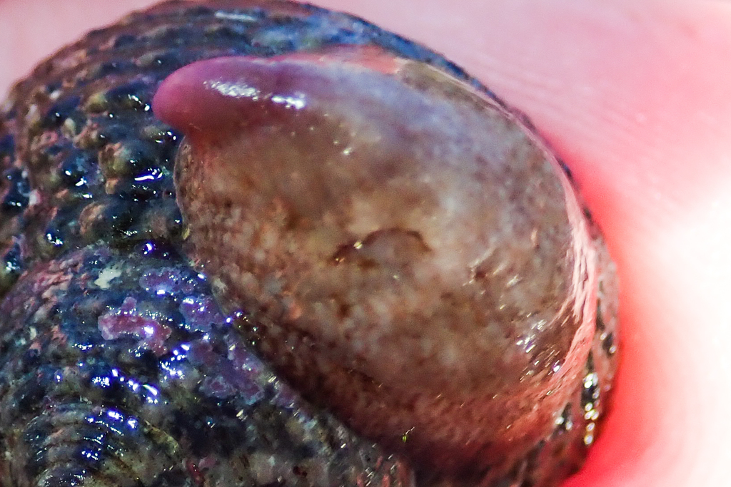 Crepidula norrisiarum