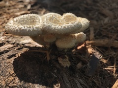 Lentinus squarrosulus