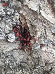 Leptocoris mitellatus