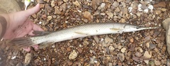 Lepisosteus platostomus
