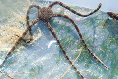 Ophioderma panamense