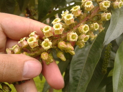 Escallonia pendula
